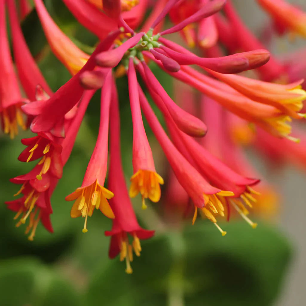 Honeysuckle Flower seeds for Planting - Drought Tolerant, Heirloom & GMO Free Seeds for Home Garden
Sale seeds for home garden