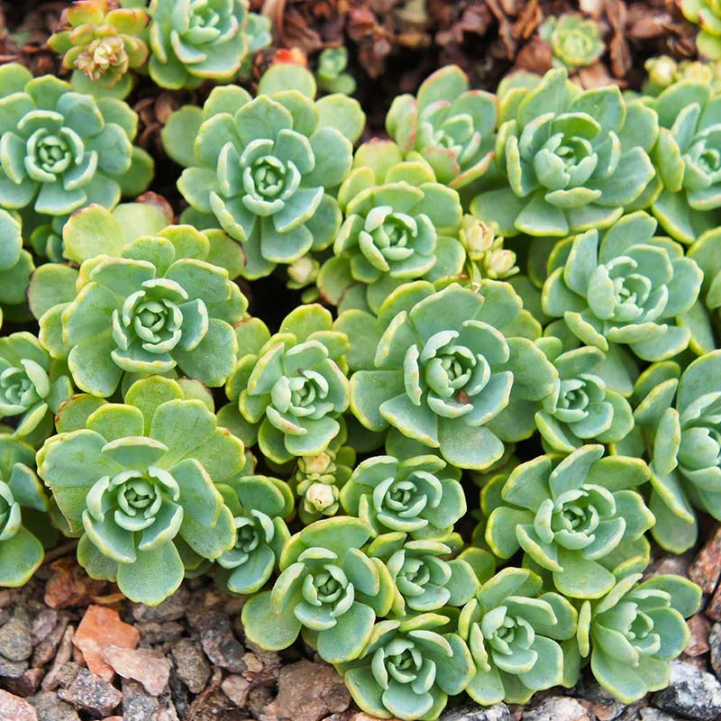 Green Cliff Stonecrop Flower seeds blooming in flower beds, containers, borders, and pollinator-friendly gardens