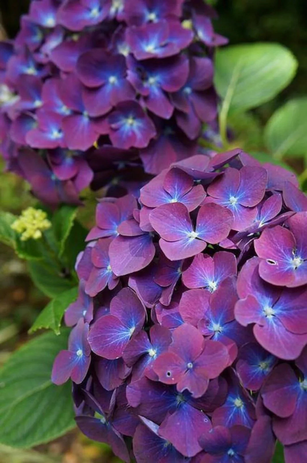 Purple & Dark Blue Hydrangea Flower seeds blooming in flower beds, containers, borders, and pollinator-friendly gardens