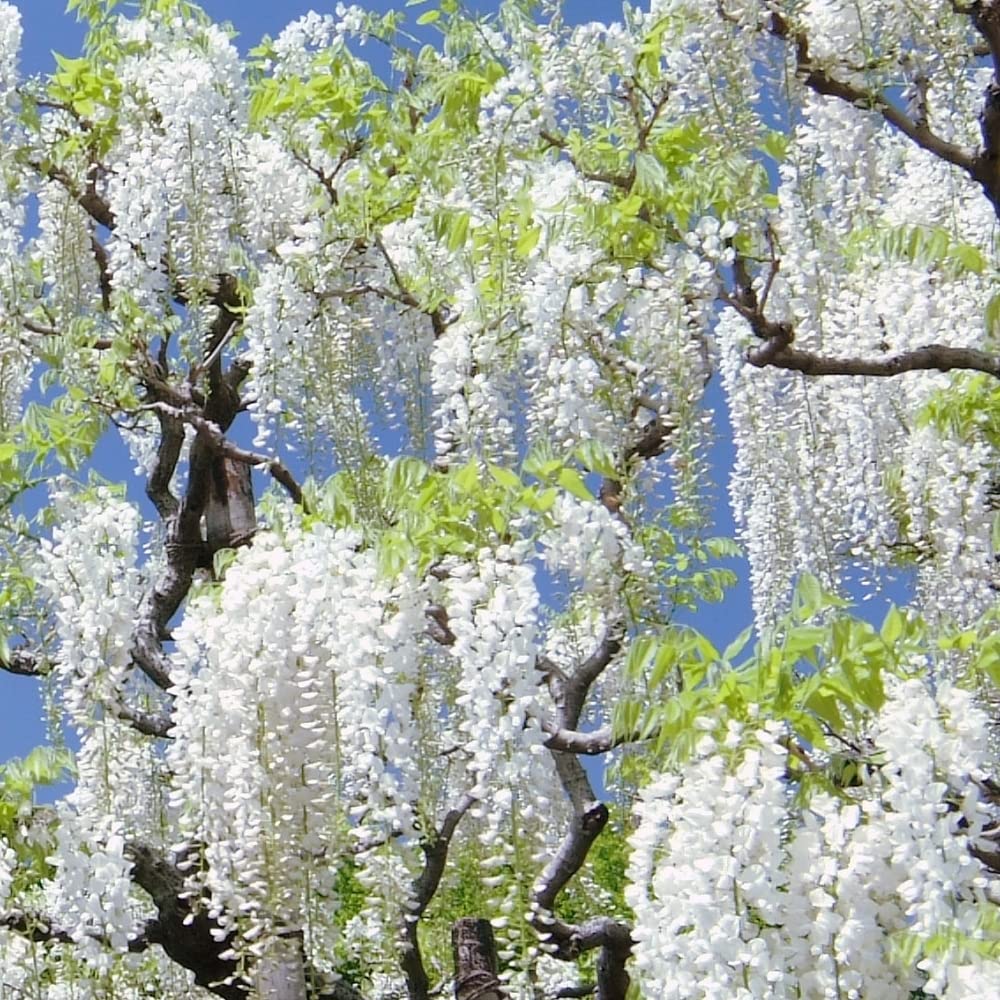 White Wisteria Flower seeds for Planting - Cottage Garden Essential, Heirloom & GMO Free Seeds for Home Garden
Sale seeds for home garden