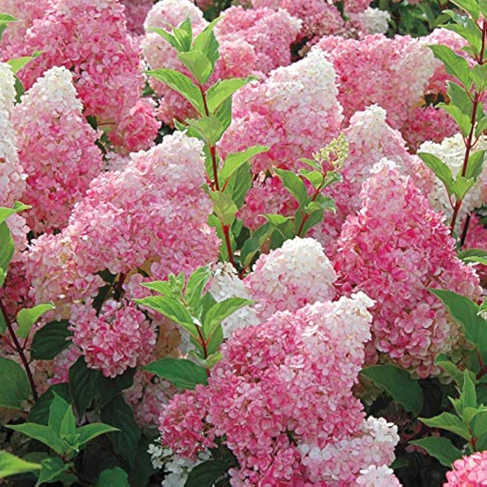 Vainilla Hortensia Flower seeds for Planting - Garden Favorite, Heirloom & GMO Free Seeds for Home Garden
Sale seeds for home garden