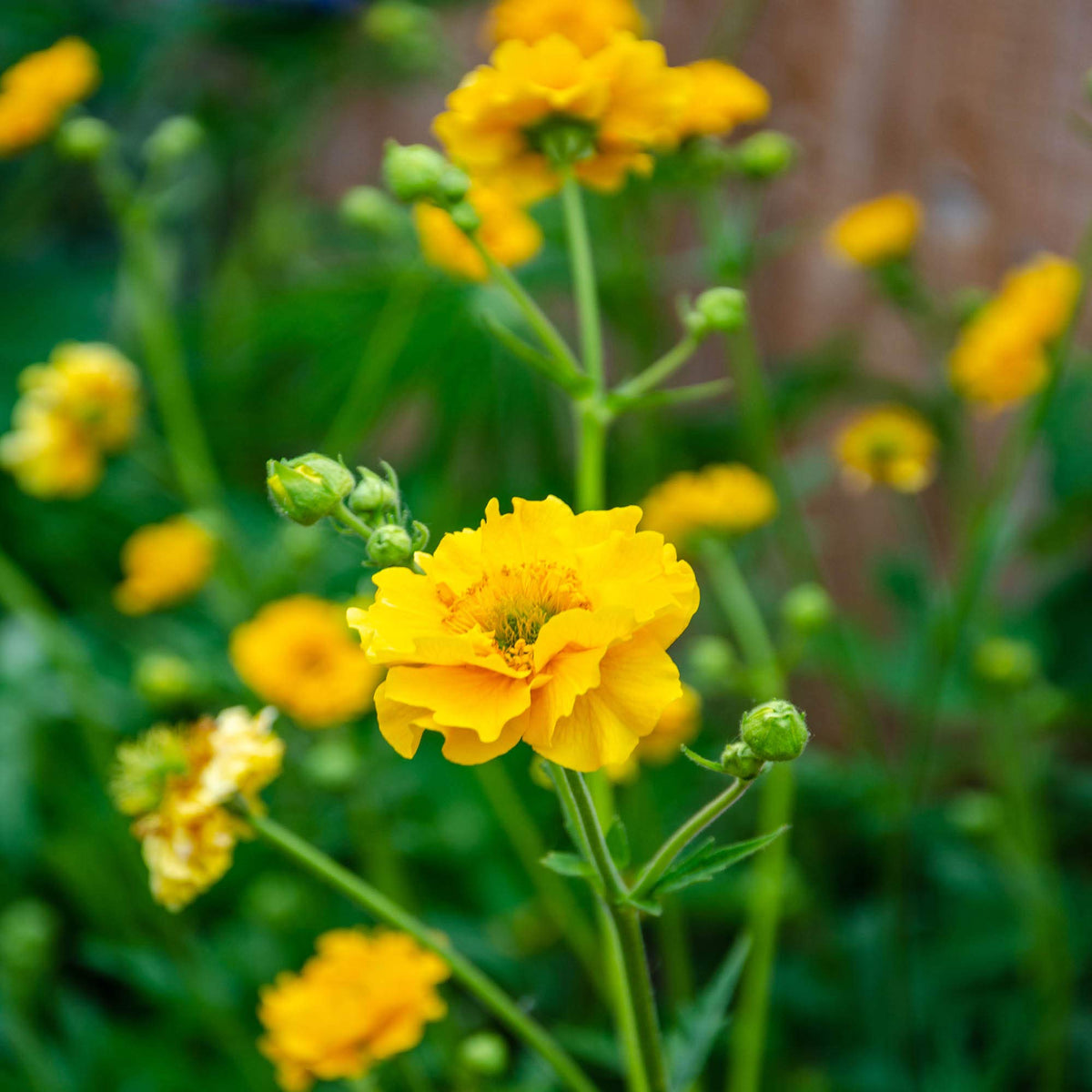 Lady Stratheden Flower seeds blooming in flower beds, containers, borders, and pollinator-friendly gardens