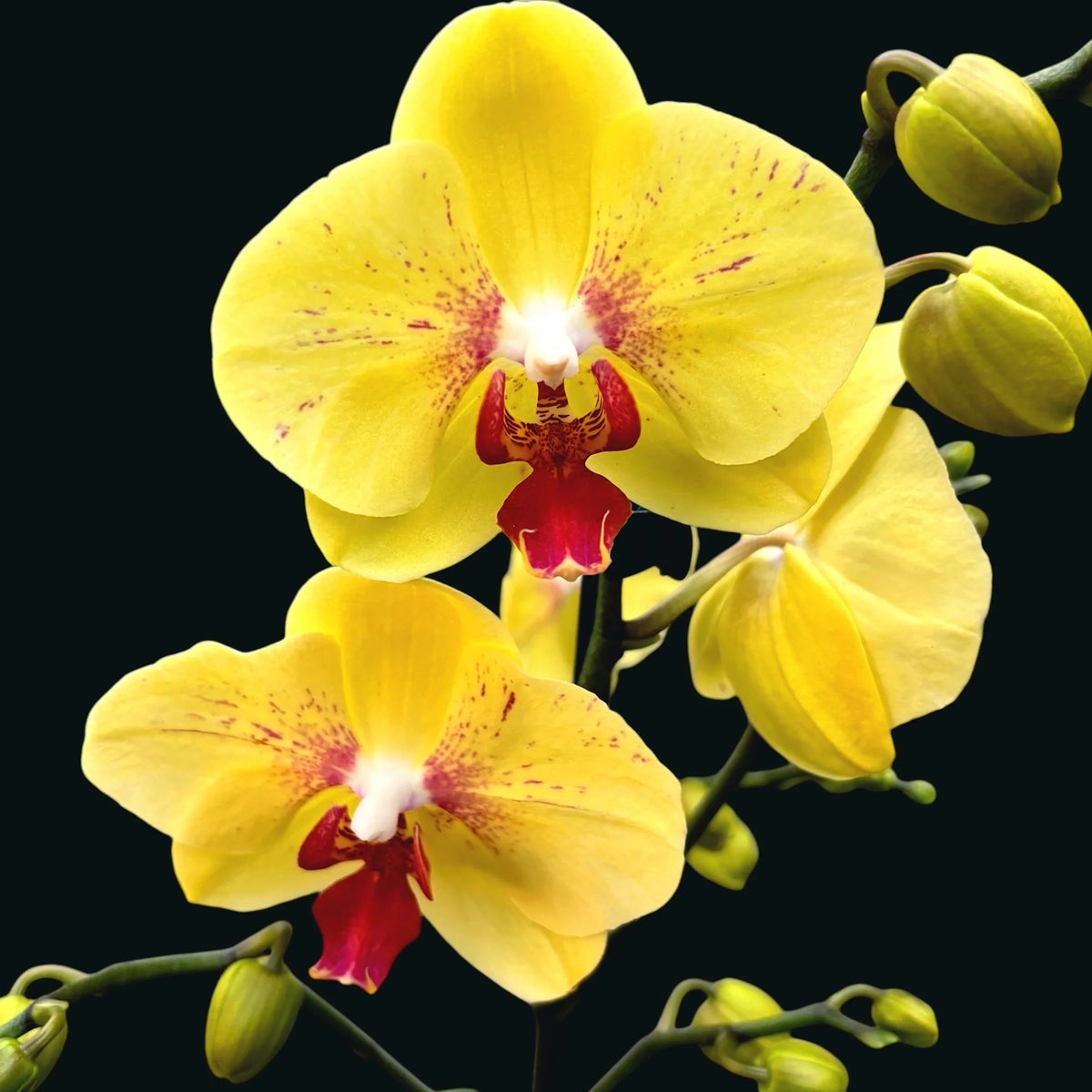 Light Yellow Butterfly Orchids Flower seeds blooming in flower beds, containers, borders, and pollinator-friendly gardens