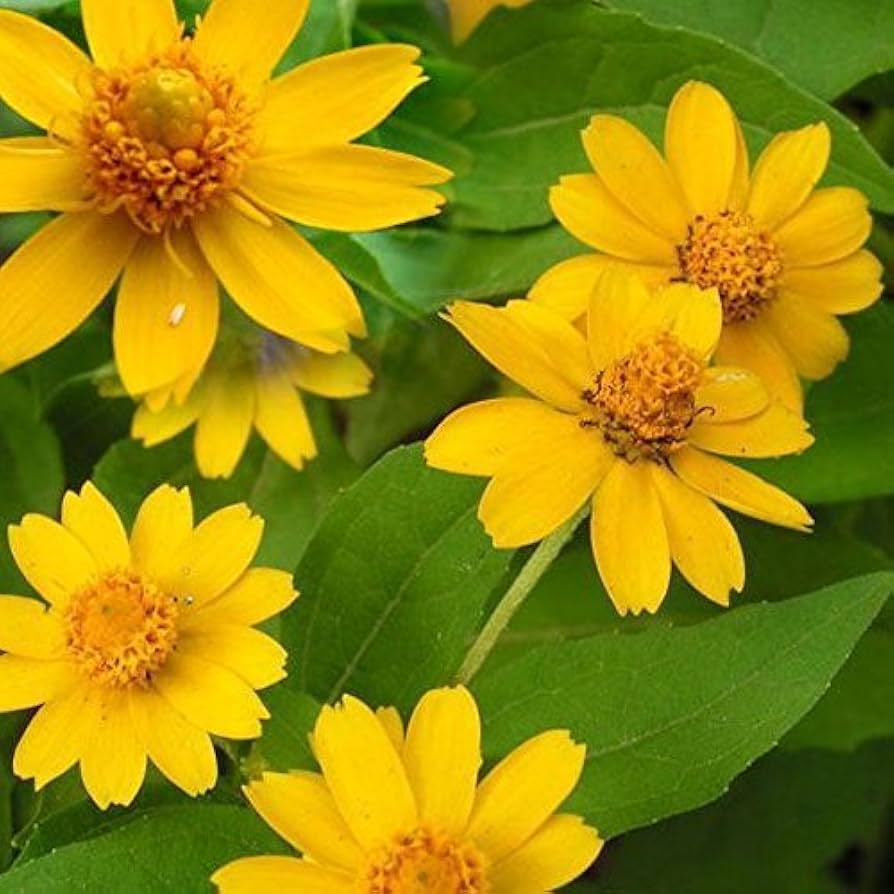 Melampodium Flower seeds blooming in flower beds, containers, borders, and pollinator-friendly gardens