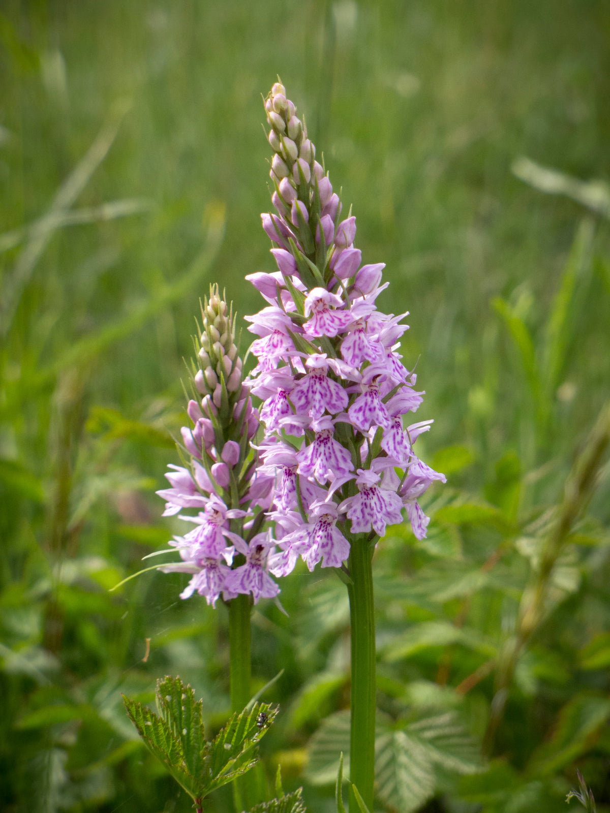 Dactylorhiza Flower seeds for Planting - Low Maintenance, Heirloom & GMO Free Seeds for Home Garden
Sale seeds for planting in home garden
