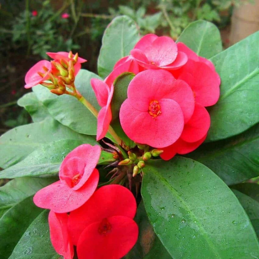 Euphorbia Flower seeds blooming in flower beds, containers, borders, and pollinator-friendly gardens