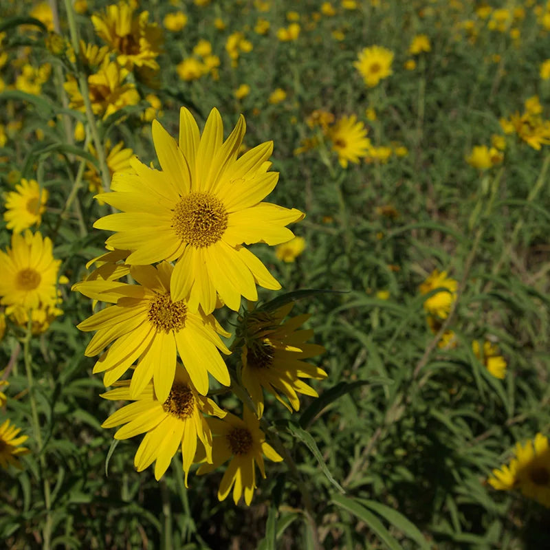Yellow Maximiliani Flower seeds for Planting - Long Bloom Season, Heirloom & GMO Free Seeds for Home Garden
Sale seeds for planting in home garden