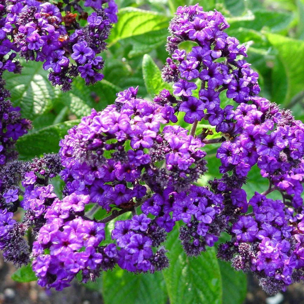 Heliotrope Marine Flower seeds blooming in flower beds, containers, borders, and pollinator-friendly gardens