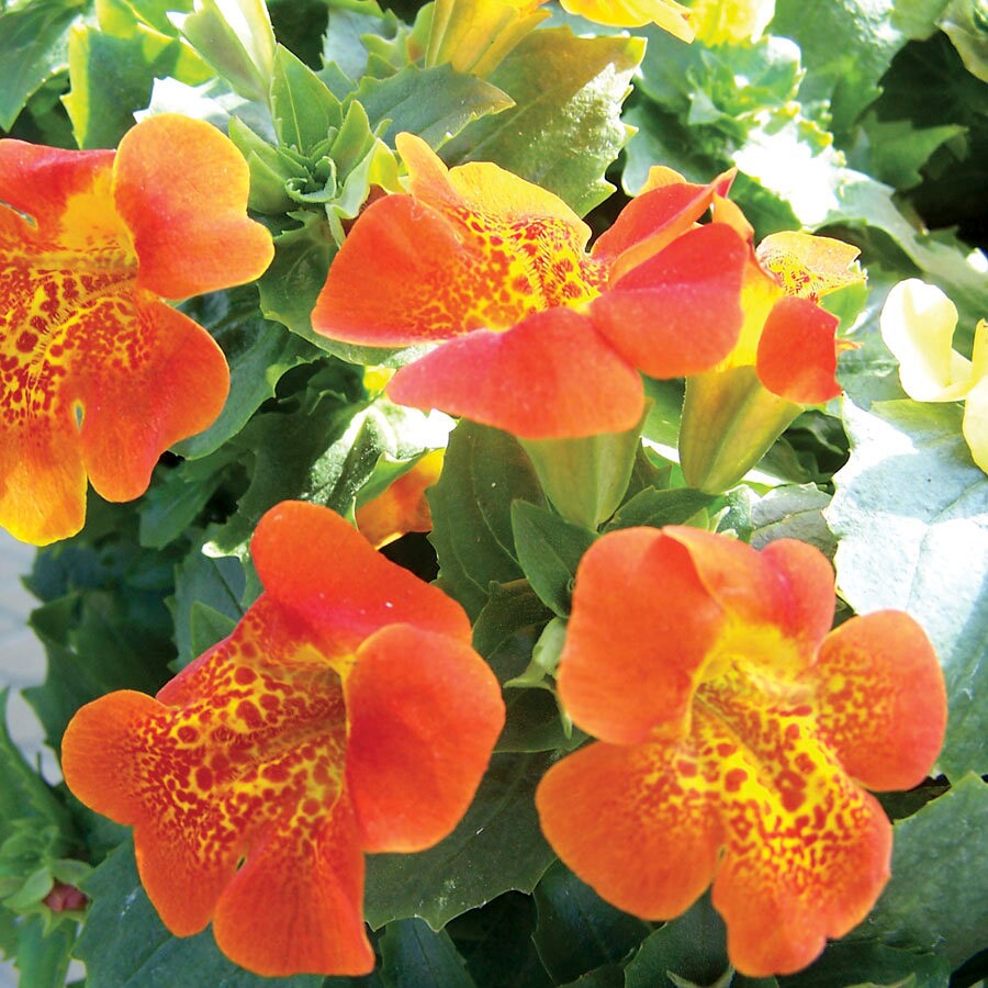 Mimulus Flower seeds blooming in flower beds, containers, borders, and pollinator-friendly gardens