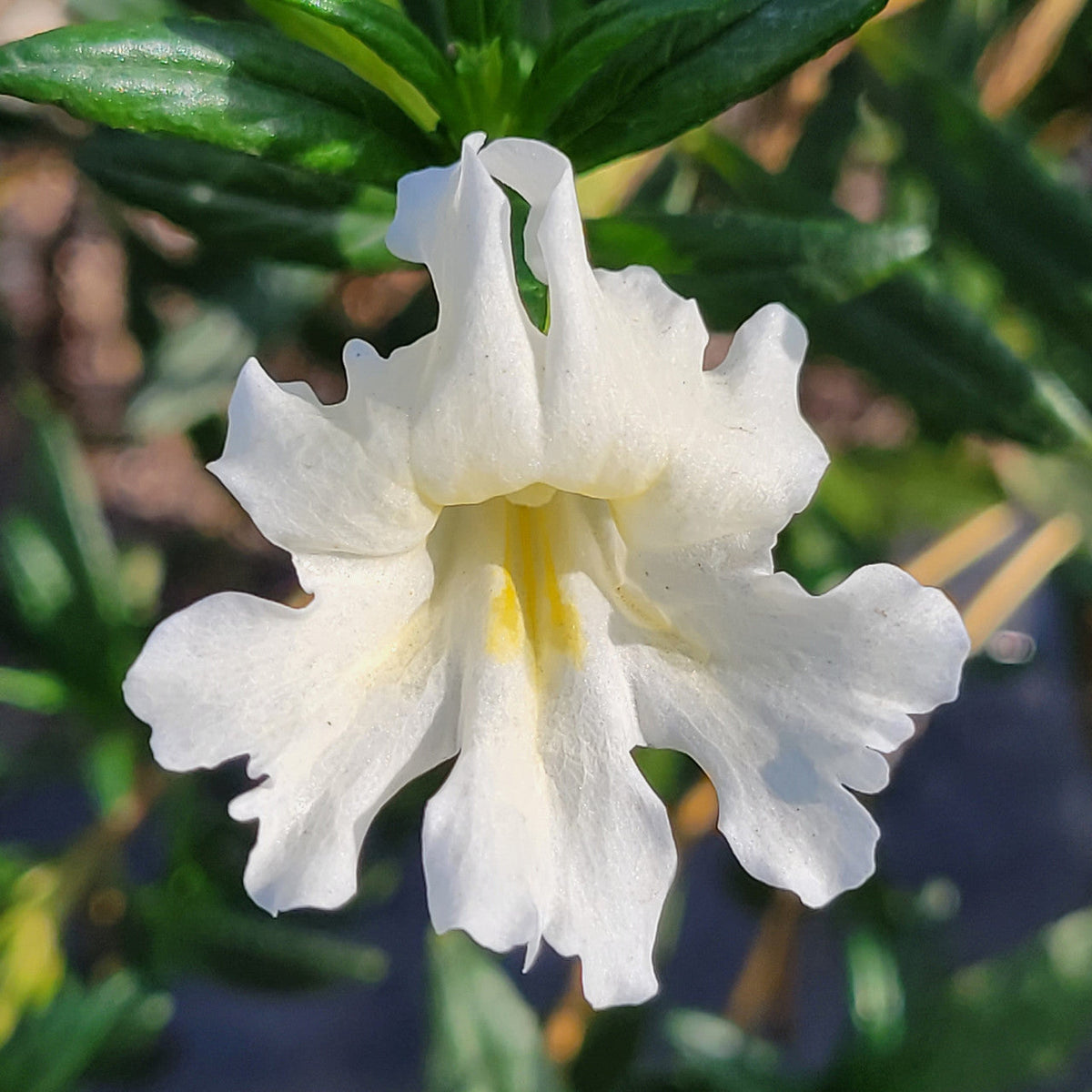 White Mimulus Flower seeds for Planting - Shade Tolerant, Heirloom & GMO Free Seeds for Home Garden
Sale seeds for planting in home garden