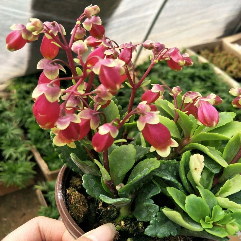 Kalanchoe Wendy Flower seeds blooming in flower beds, containers, borders, and pollinator-friendly gardens