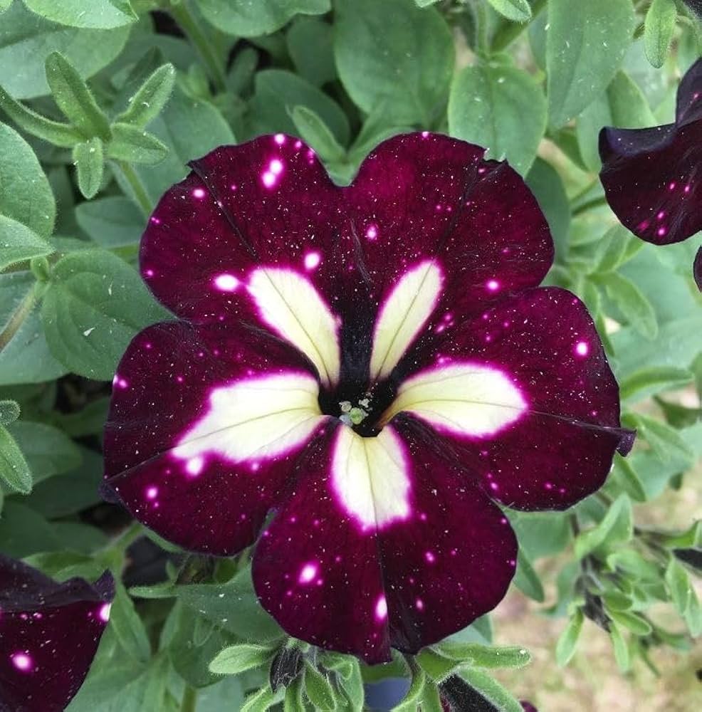 White & Maroon Petunia Flower seeds for Planting - Easy to Grow, Heirloom & GMO Free Seeds for Home Garden
Sale seeds for planting in home garden