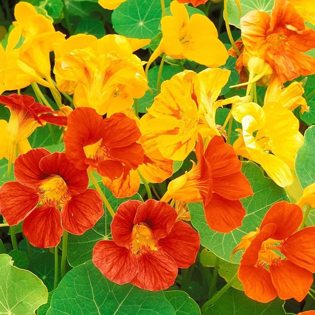 Nasturtium Flower seeds for Planting Premium Quality Heirloom & GMO Free Seeds for Home Garden
Sale seeds for home garden planting