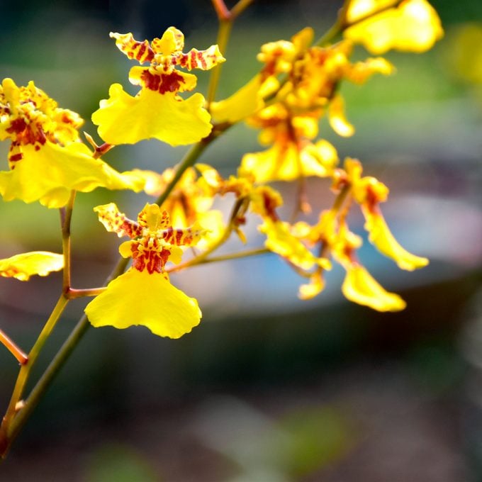 Butterfly Orchids Yellow Brown Flower seeds for Planting - Cottage Garden Essential, Heirloom & GMO Free Seeds for Home Garden
Sale seeds for planting in home garden