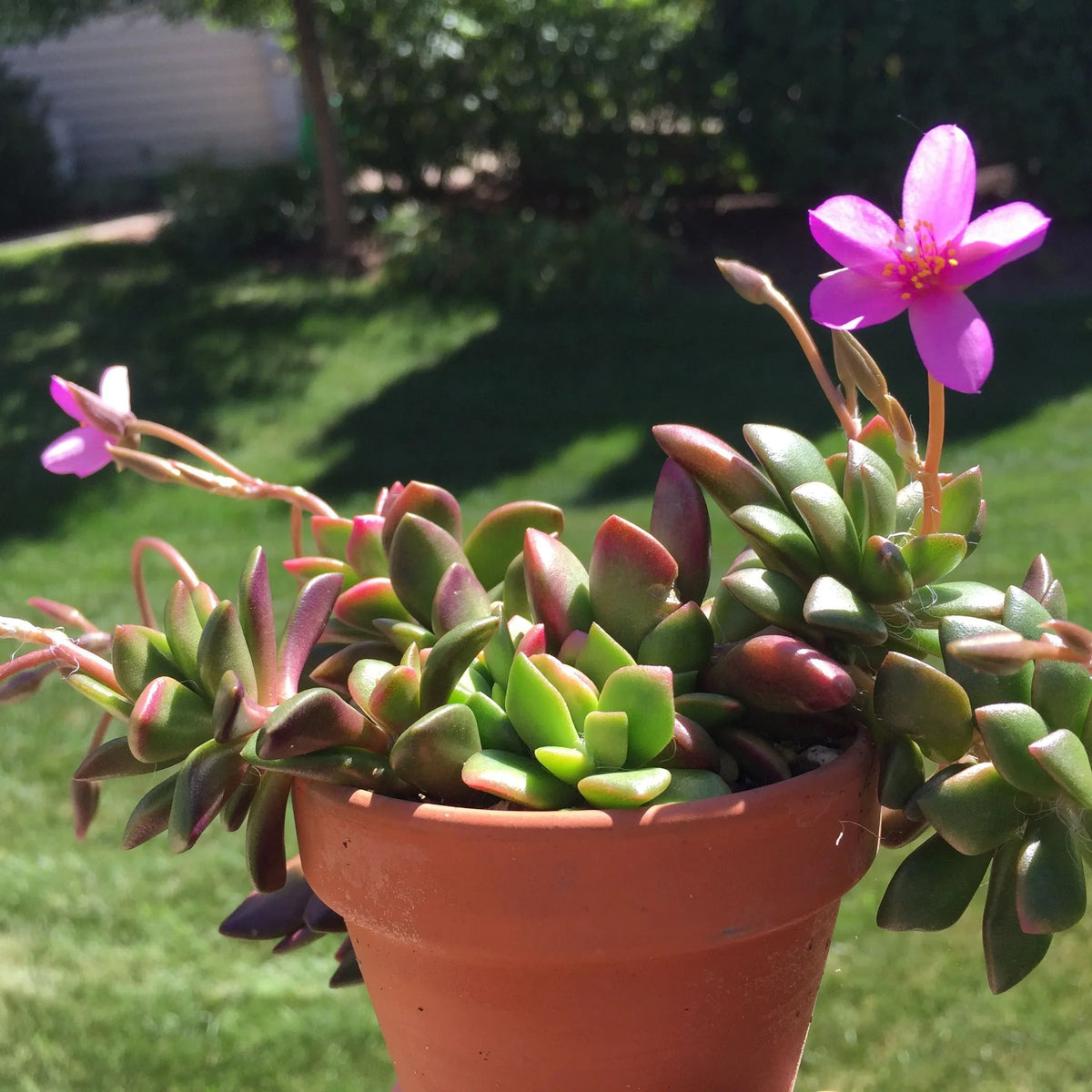 Pink Anacampseros Flower seeds blooming in flower beds, containers, borders, and pollinator-friendly gardens