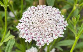 Pink Lace Flower seeds blooming in flower beds, containers, borders, and pollinator-friendly gardens