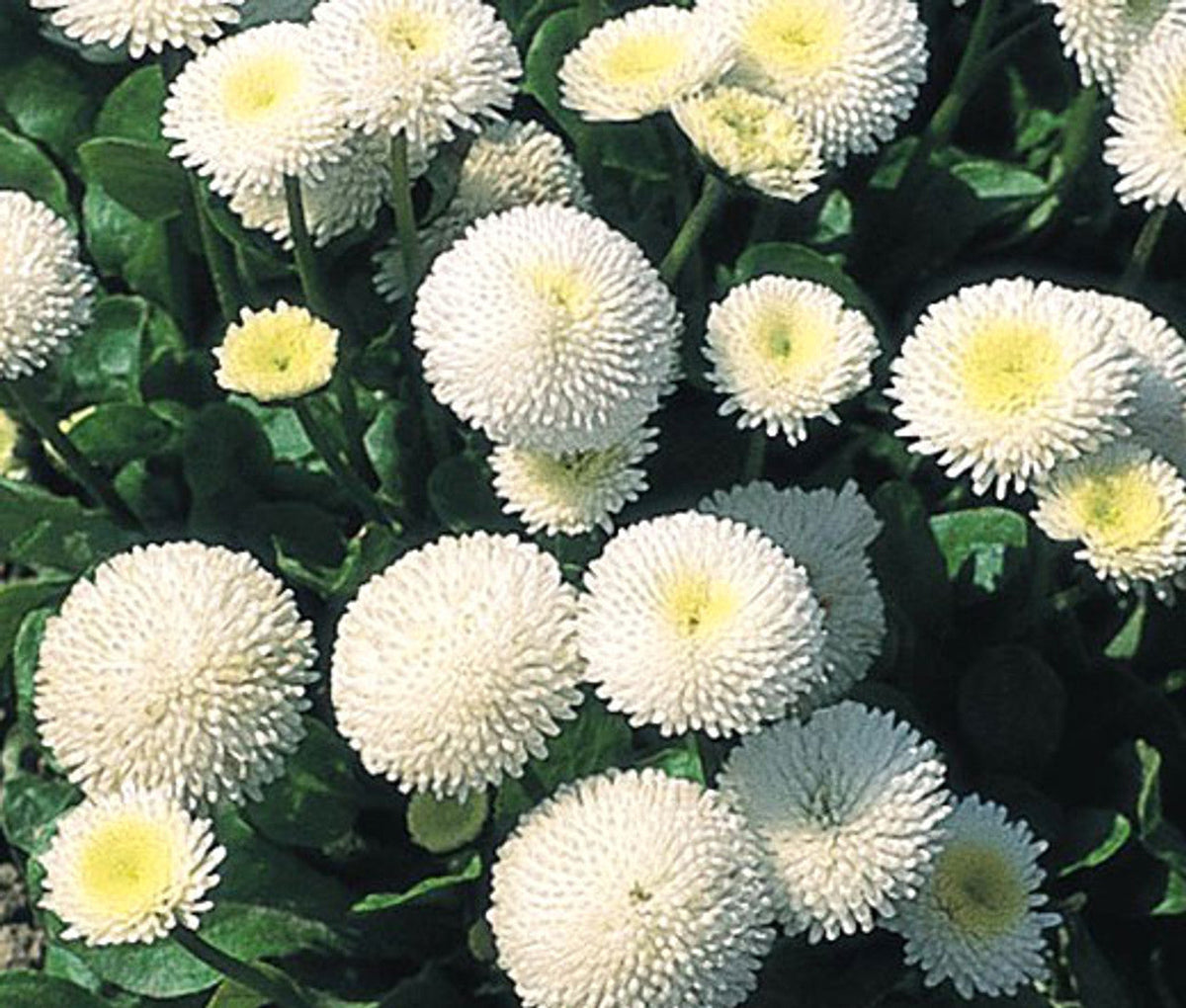 White Bellis Perennis Flower seeds for Planting - Easy to Grow, Heirloom & GMO Free Seeds for Home Garden
Sale seeds for home garden