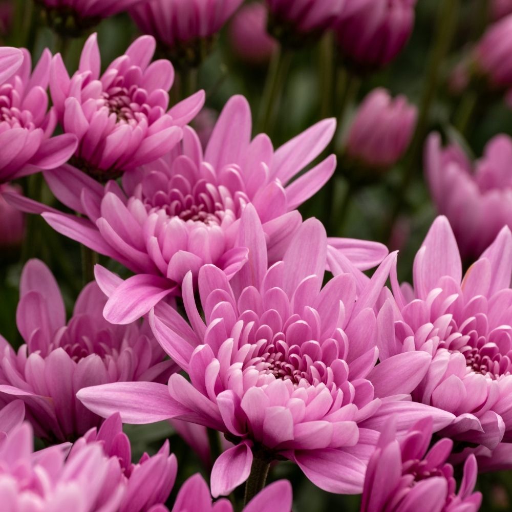 Light Pink Green Chrysanthemum Flower seeds blooming in flower beds, containers, borders, and pollinator-friendly gardens