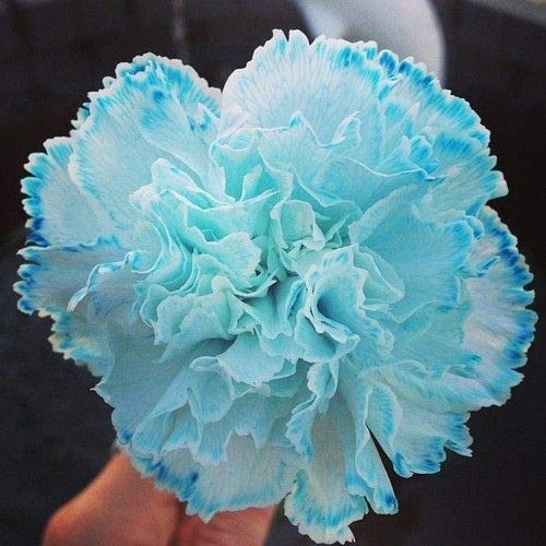 Sky Blue Carnation Flower seeds for Planting - Compact Growth, Heirloom & GMO Free Seeds for Home Garden
Sale seeds for home garden