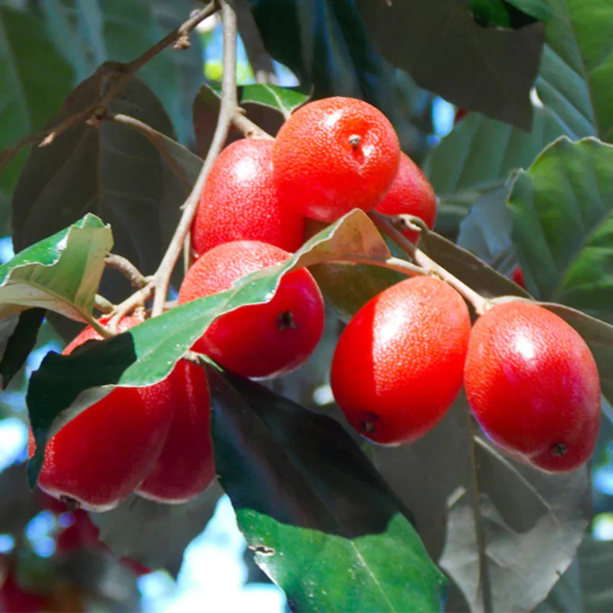 Silverberry Seeds for Planting - Hardy and Resilient Plant Seeds