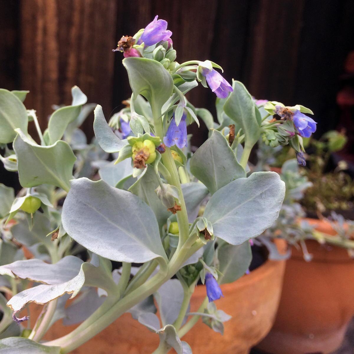 Mertensia Maritima Flower seeds blooming in flower beds, containers, borders, and pollinator-friendly gardens