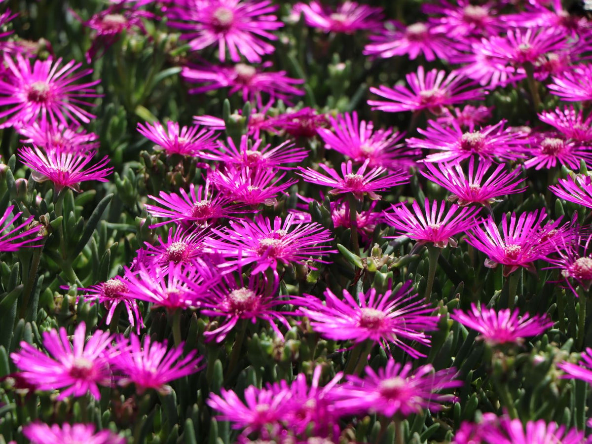 Mittagsblume Flower seeds blooming in flower beds, containers, borders, and pollinator-friendly gardens