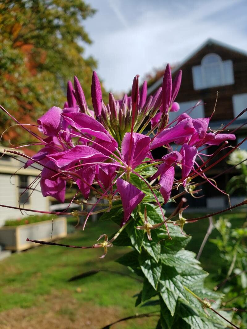 Purple Cleome Seeds Flower seeds blooming in flower beds, containers, borders, and pollinator-friendly gardens