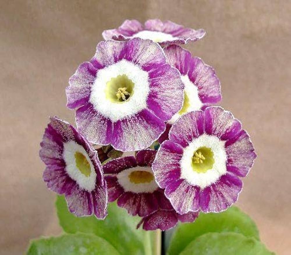 Violet Primula Flower seeds for Planting - Long Bloom Season, Heirloom & GMO Free Seeds for Home Garden
Sale seeds for home garden