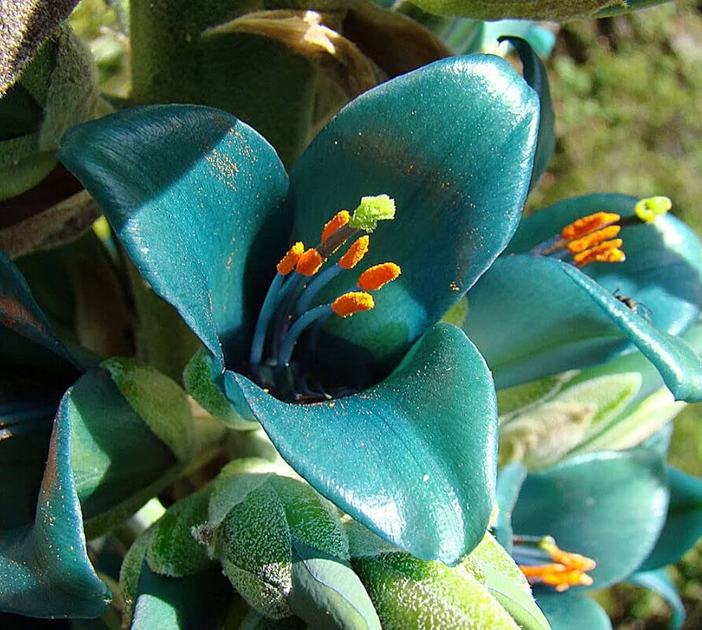 Green Blue Puya Flower seeds blooming in flower beds, containers, borders, and pollinator-friendly gardens