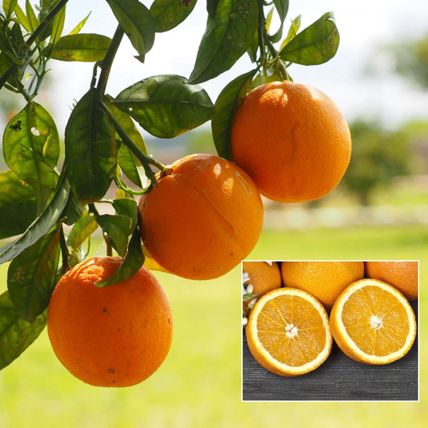 Orange Mandarin Seeds for Home Gardening Plant and Grow Fresh Oranges