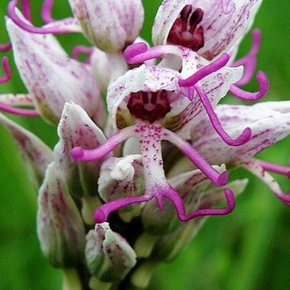Nema Italian Orchis Monkey Flower SeedsLavender for Planting Garden Favorite Heirloom & GMO Free Seeds for Home Garden S