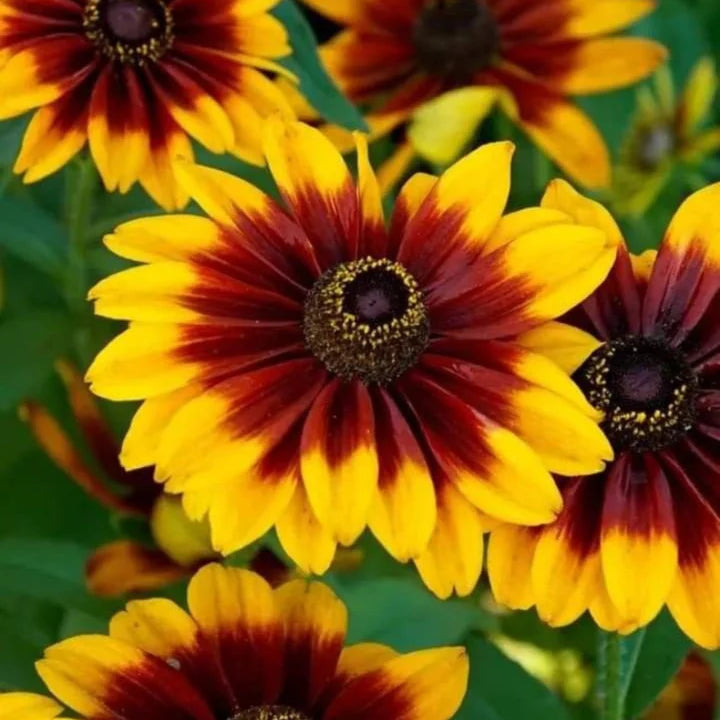 Orange Rudbeckia Flower seeds for Planting - Easy to Grow, Heirloom & GMO Free Seeds for Home Garden