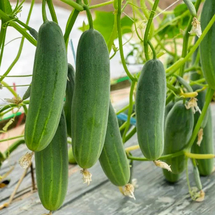 Dark Green Cucumber Seeds for Planting - Premium Vegetable Seeds