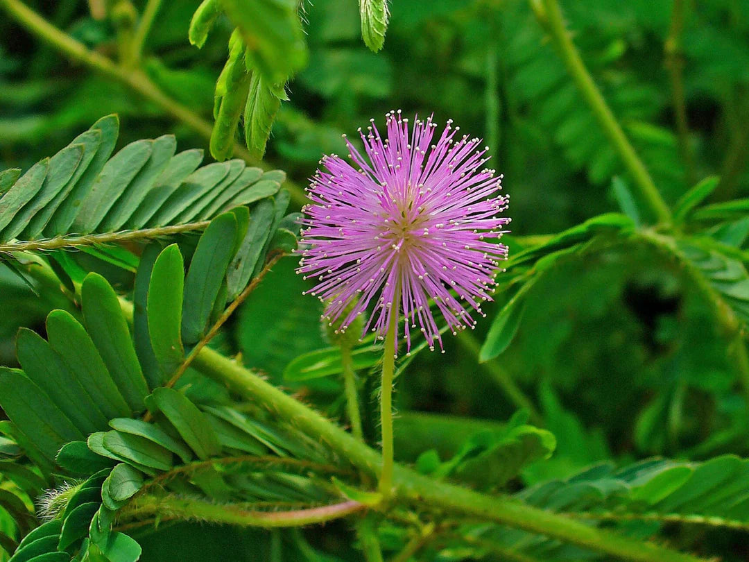 Heirloom Mimosa Pudica Flower seeds for Planting Perfect for Borders Heirloom & GMO Free Seeds for Home Garden