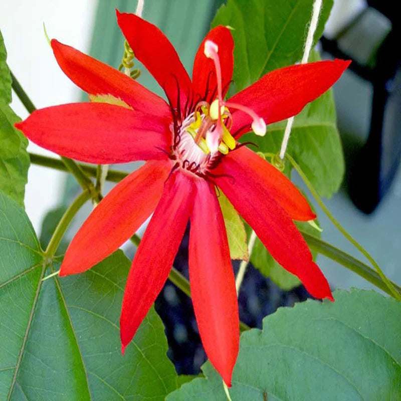 Passione Flower seeds blooming in flower beds, containers, borders, and pollinator-friendly gardens