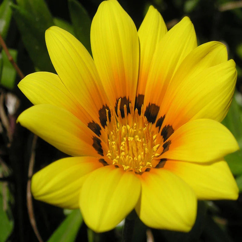 Yellow Gazania Flower Seeds for Planting Shade Tolerant Heirloom & GMO Free Seeds for Home Garden
Sale