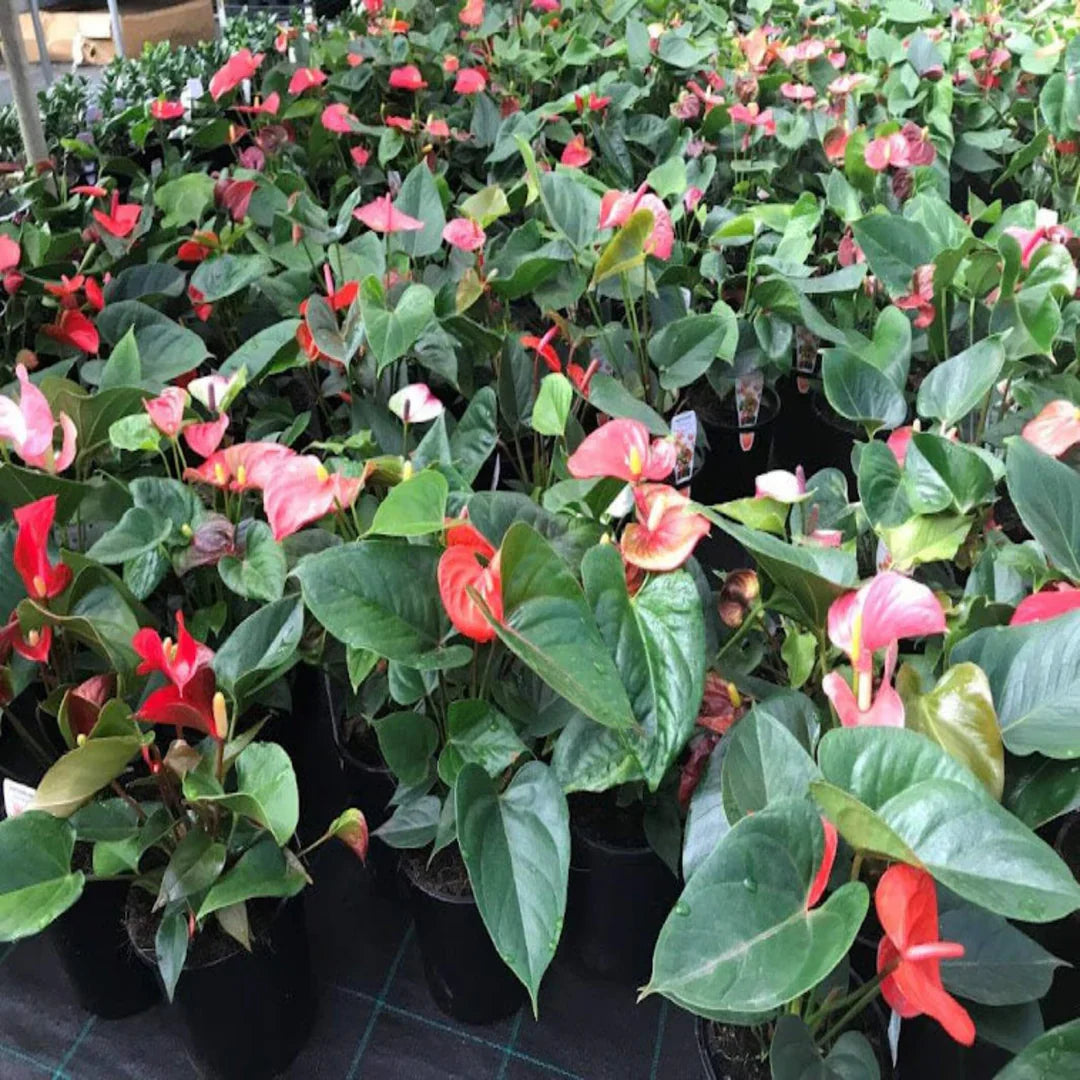 MultiColour Anthurium Seeds for Planting Premium Quality Heirloom & GMO Free Seeds for Home Garden
Sale