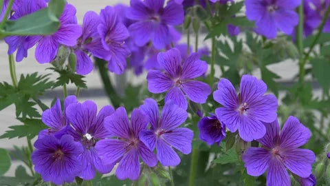 Violet Climbing Geranium Seeds for Planting Enhance Your Garden