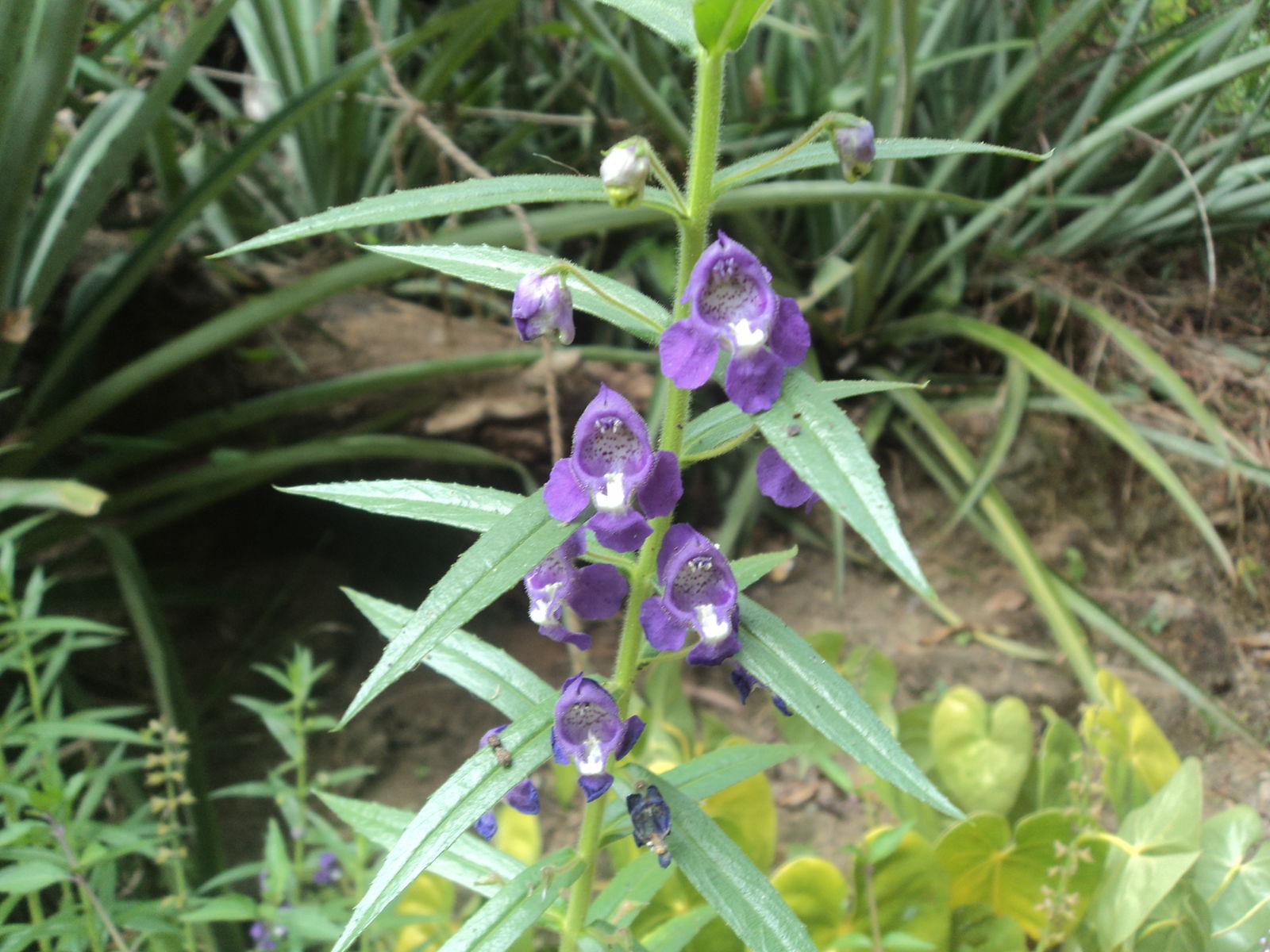 Angelonia Salicariifolia Humb Seeds - Evergrowseeds