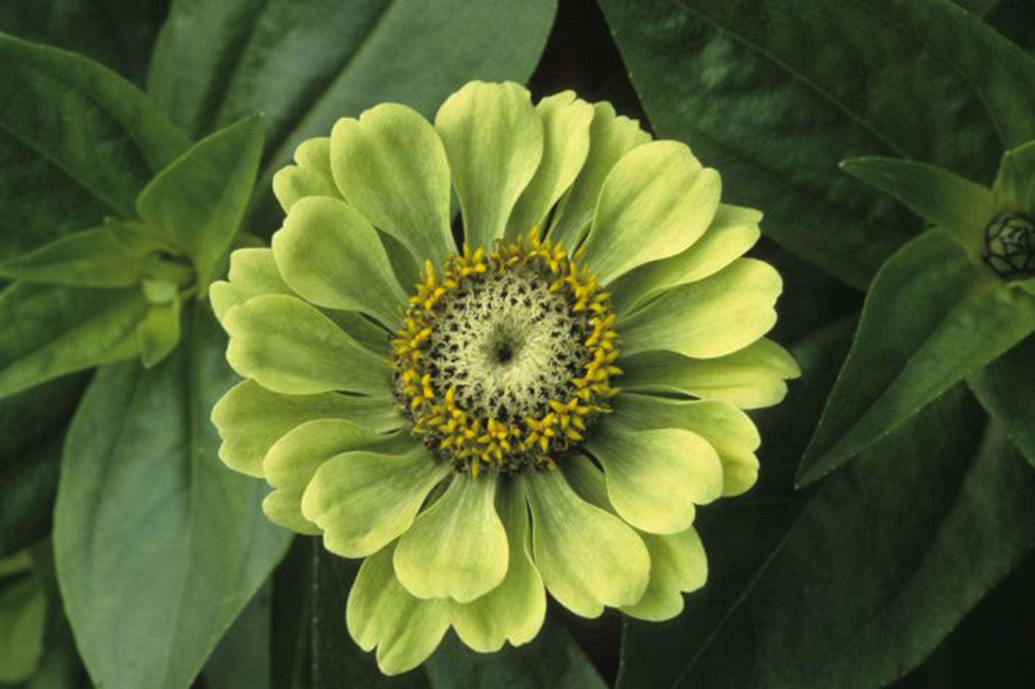 Envy Zinnia Flower seeds for Planting Drought Tolerant Heirloom & GMO Free Seeds for Home Garden
Sale