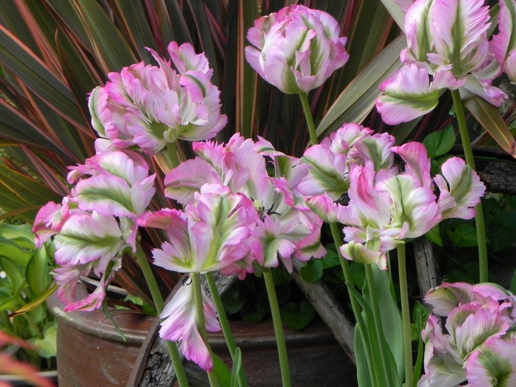 Light Grey Tulip Flower Seeds blooming in flower beds, containers, borders, and pollinator-friendly gardens