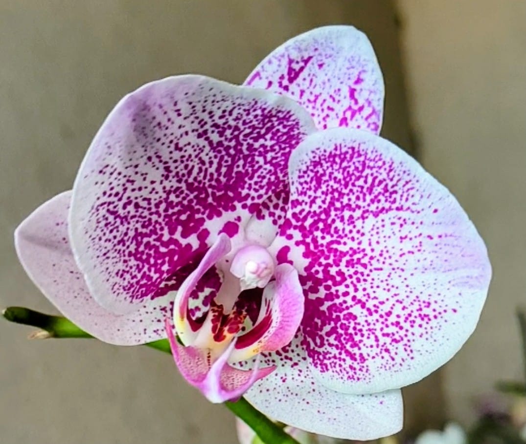 White Purple Phalaenopsis Orchid Seeds for Planting Stunning Orchid Flower Seeds for Gardeners