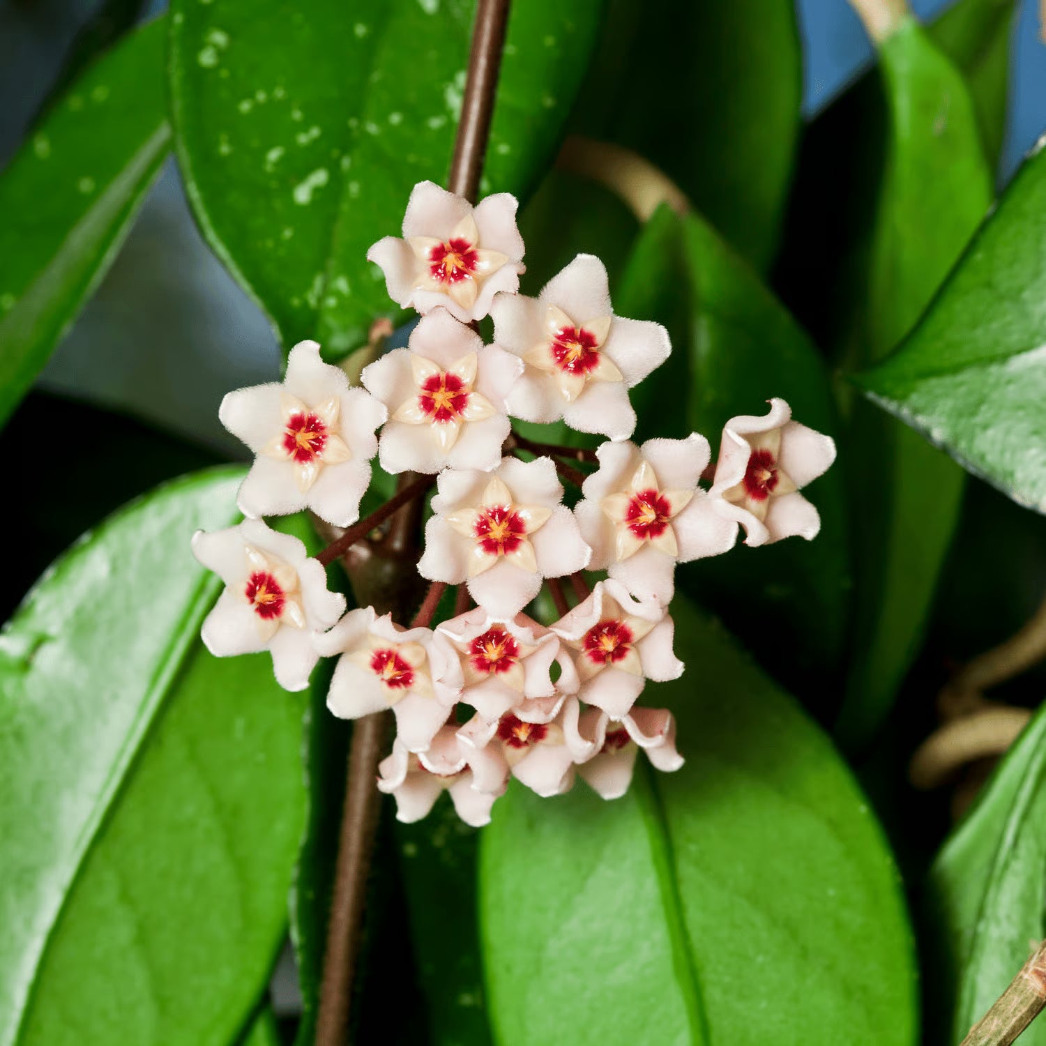 Hoya Flower seeds for Planting Colorful Display Heirloom & GMO Free Seeds for Home Garden
