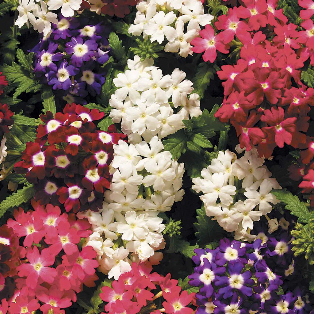Mixed-Color Verbena Flower Seeds for Planting Heirloom Non-GMO Seeds