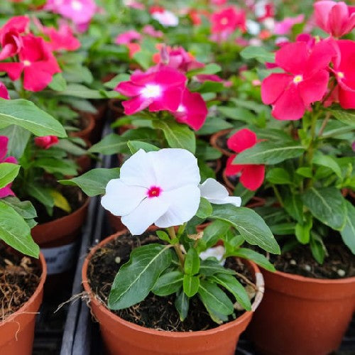 Vinca Flower seeds for Planting - Pollinator Friendly, Heirloom & GMO Free Seeds for Home Garden