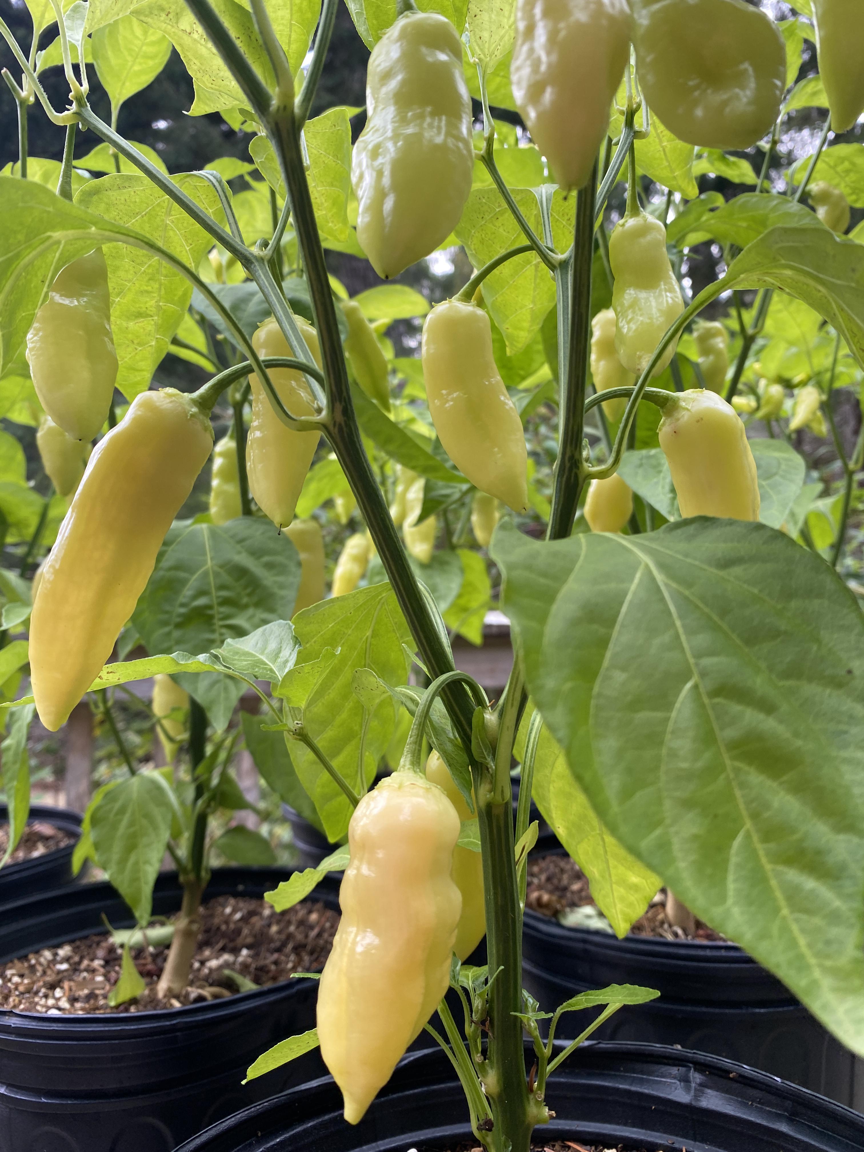 Sugar Rush Peach Pepper Vegetable Seeds for Planting