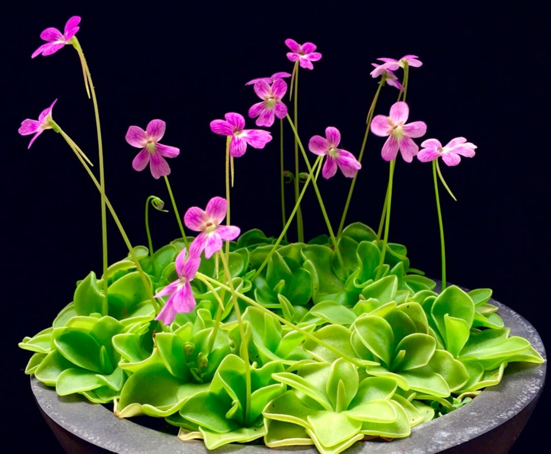 Butterwort Seeds for Planting: Grow Your Own Flower Plants