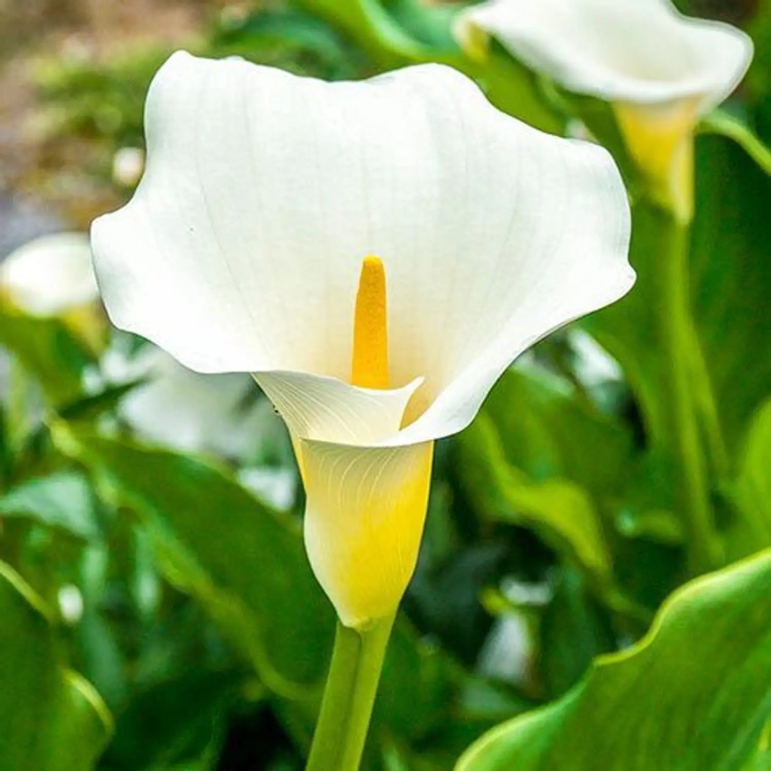 White Calla Lily Seeds for Planting