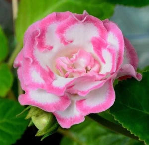 Pink White Gloxinia Flower seeds for Planting - Vibrant Colors, Heirloom & GMO Free Seeds for Home Garden
Sale seeds for home garden
