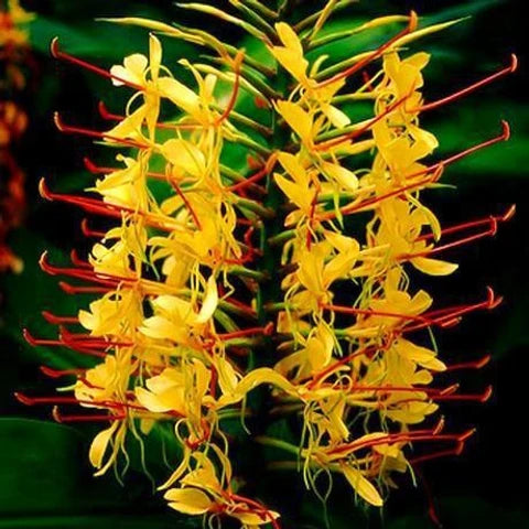 Yellow Fragrant Flower seeds for Planting - Long Bloom Season, Heirloom & GMO Free Seeds for Home Garden